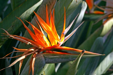 Plant indigenous crane flower photo