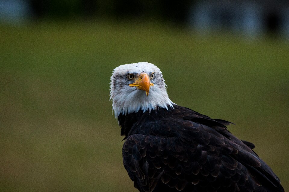 Raptor bird of prey bird
