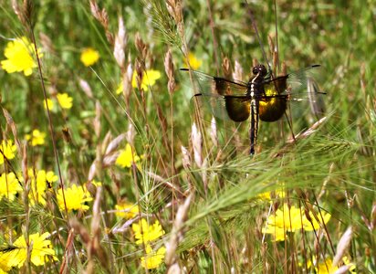 Odonata insect yellow flowers