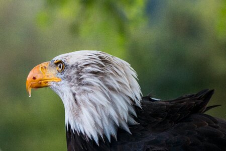 Raptor bird of prey bird