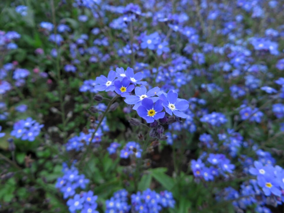 Flowers blue spring