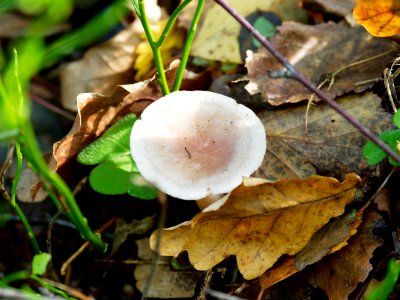 Little mushroom 