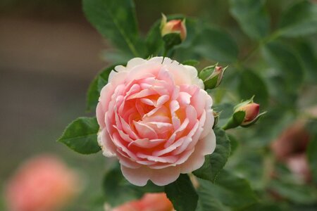 Colorful bloom romance