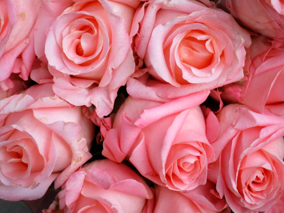 Love bouquet romantic
