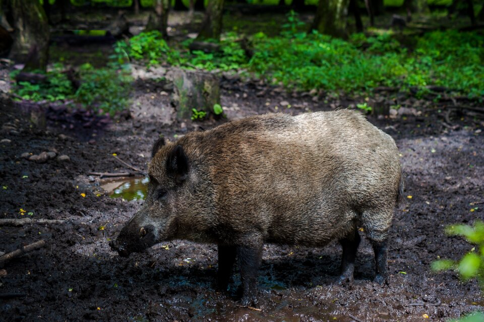 Bristles mud pig nose