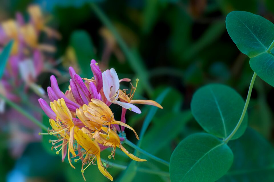Colorful garden in the garden