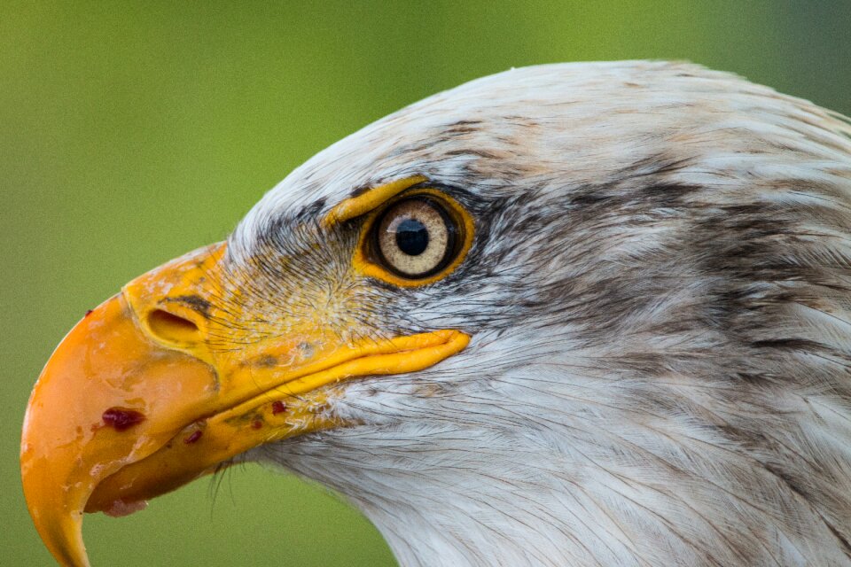 Raptor bird of prey bird