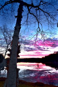 Nature birch lake