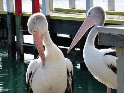 White-bird beak jetty