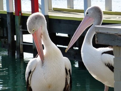 White-bird beak jetty photo