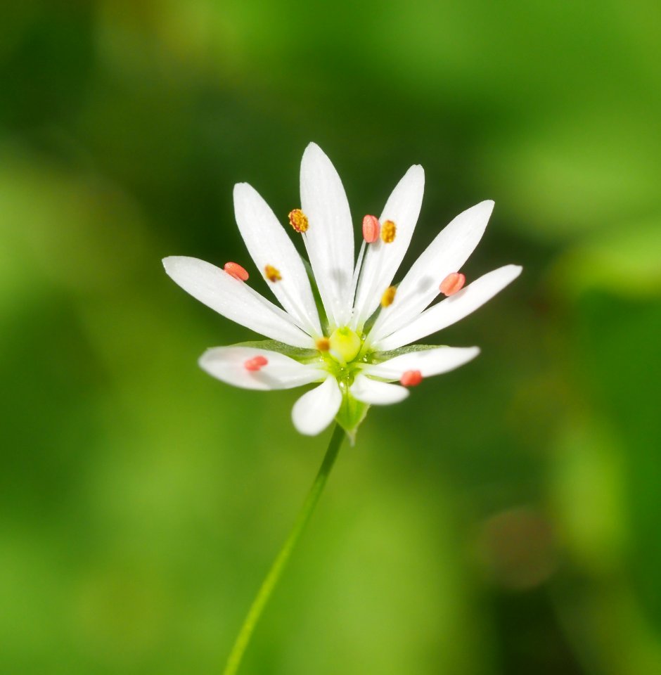 So small, so beautiful 