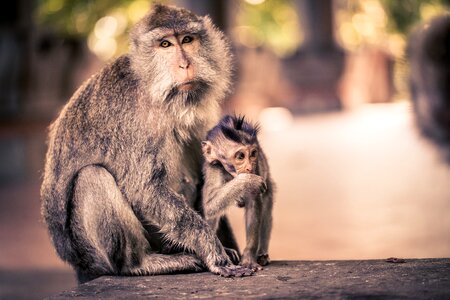 Monkey nut indonesia travel photo