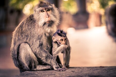 Monkey nut indonesia travel