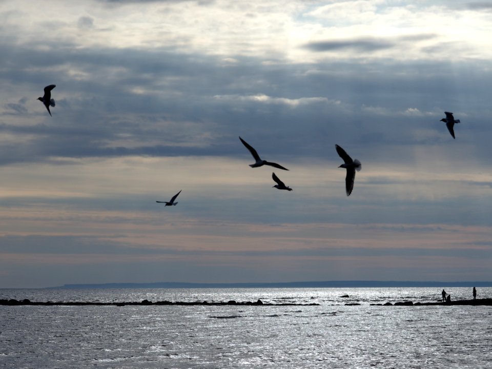 Gulls and fishers 