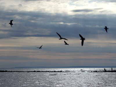 Gulls and fishers photo
