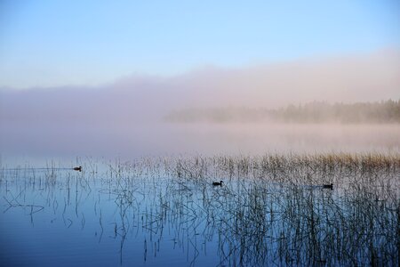 Sea fog mood ducks