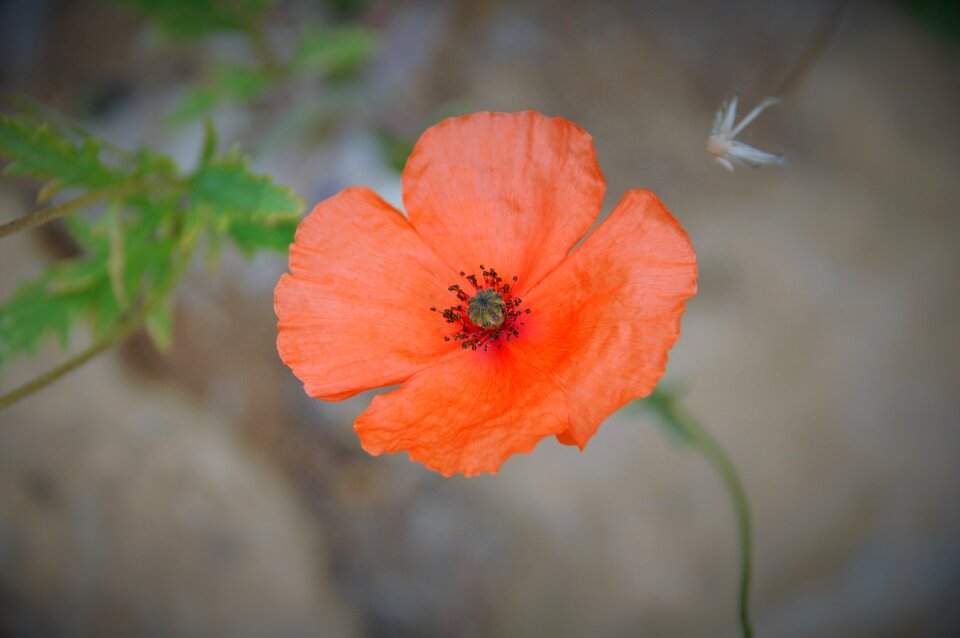 Red nature spring