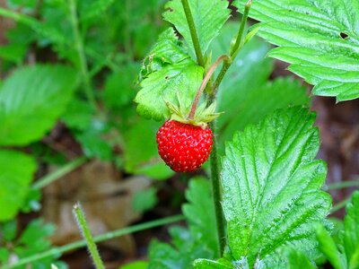 Wild strawberries forest summer