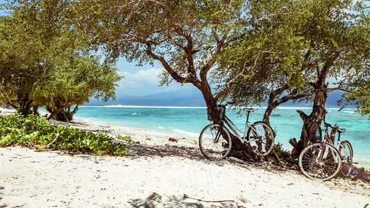 Trees sand bicycles photo