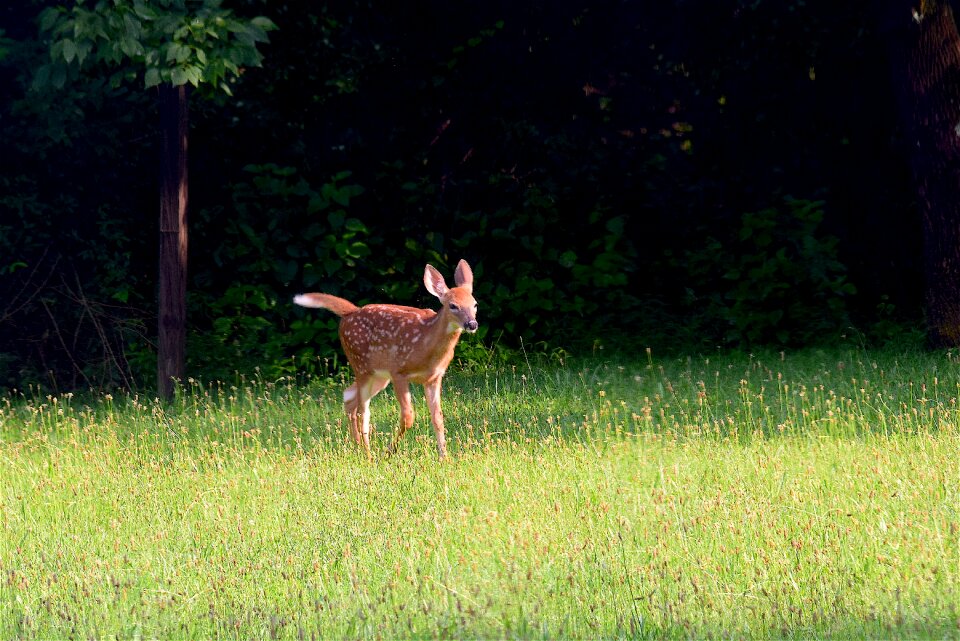 Animal mammal deer