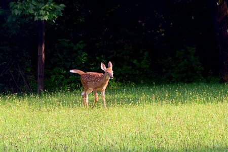 Animal mammal deer photo