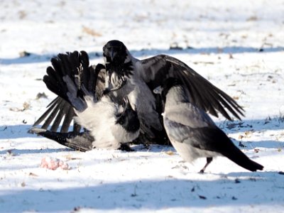 Crow fight photo