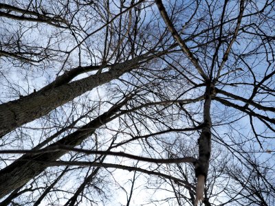 Branches 