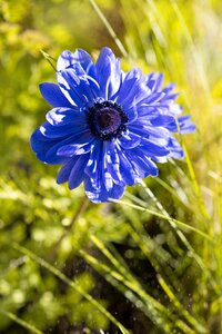 Blossom bloom blue blossom photo