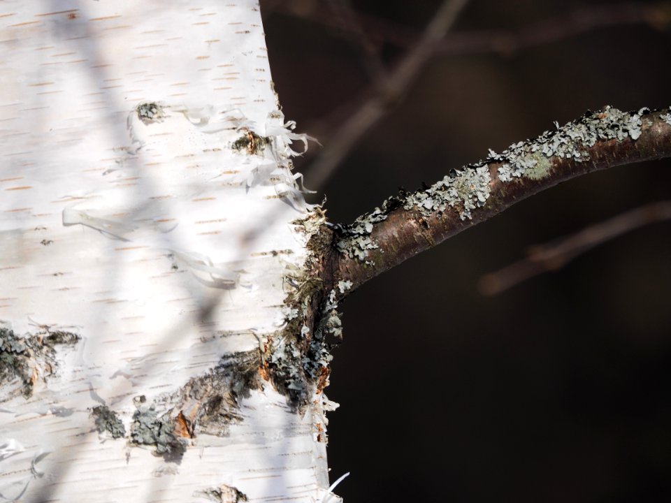 Birch 