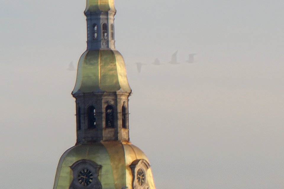 Hires birds 