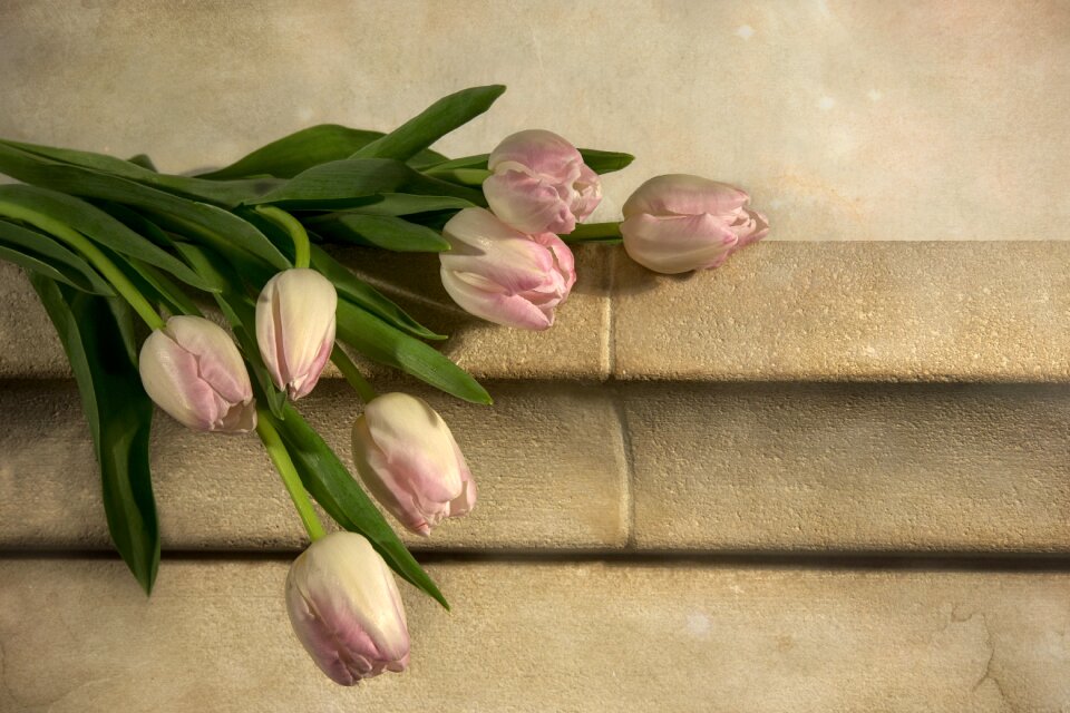 Tulip spring tulip spring