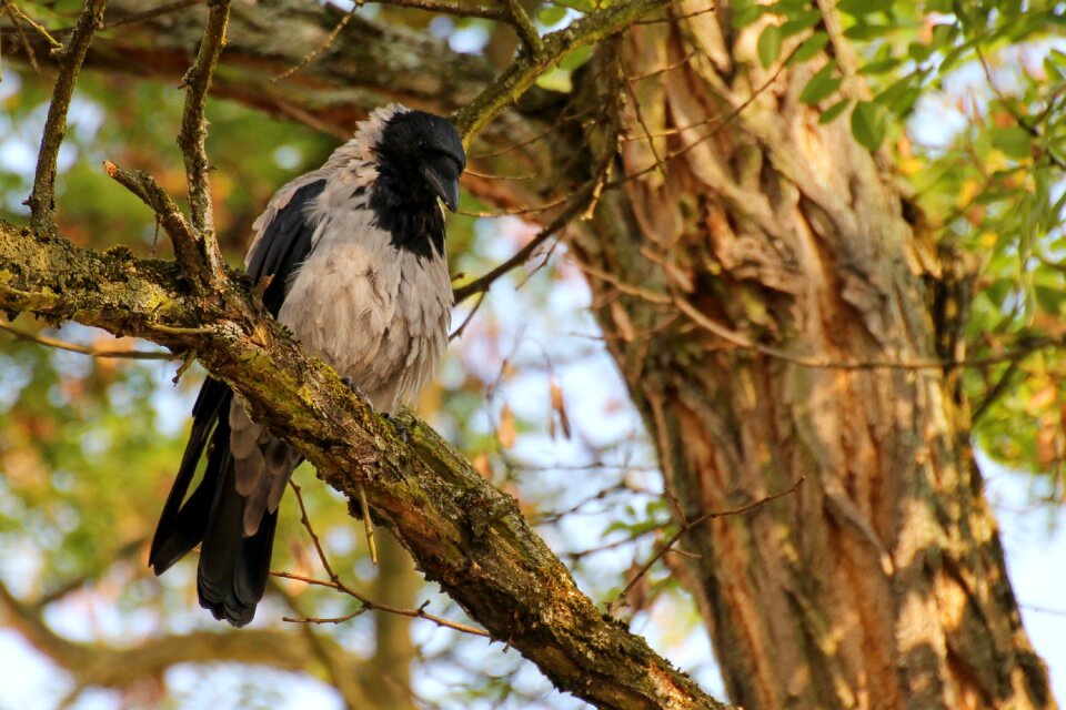 Raven bird animal carrion crow