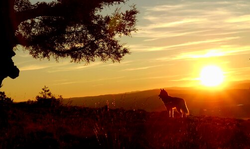 Wolf dog sunset