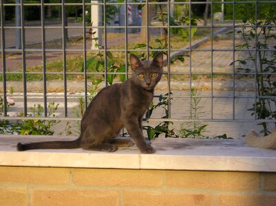 Kitten gray cat cat slender photo