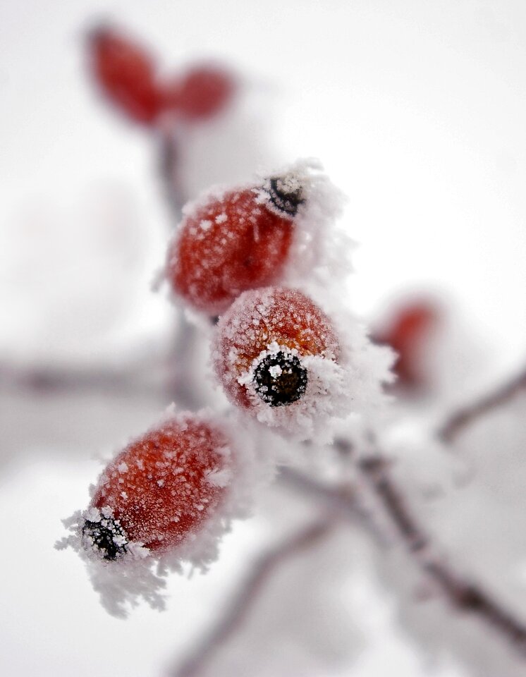 Winter frosty frozen