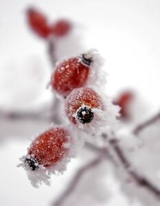 Winter frosty frozen