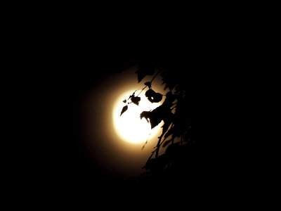 Full moon 