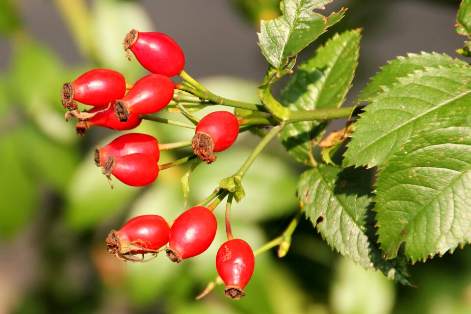 Autumn bush autumn fruits