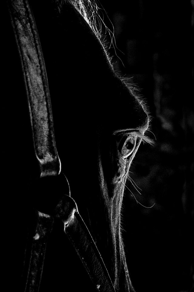 Horse head close up equine