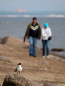 Bird vs Humans 