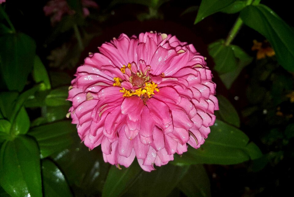 Gardening pink flower flowerbed