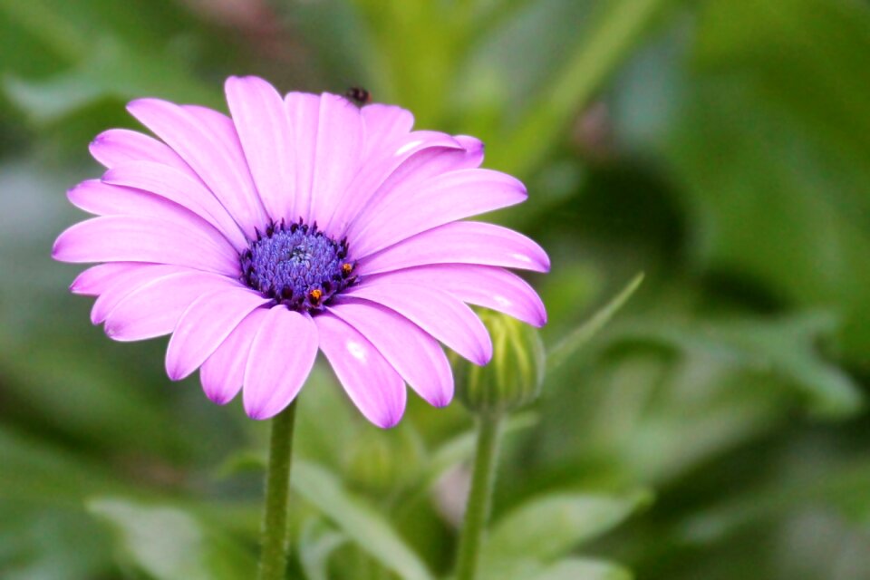 Blossom bloom bornholm marguerite photo