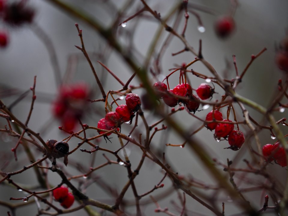 Winter berries (and foggy) 