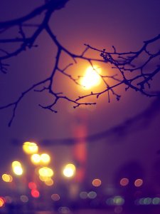 Rostra light 