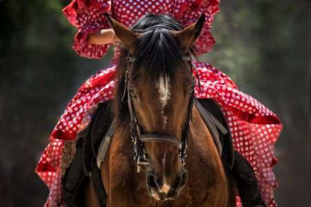 Horseback riding animal close up photo