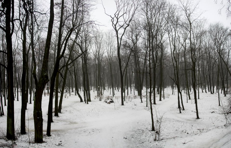 Foggy park 