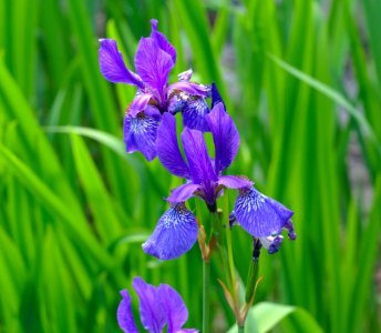 Iris flowers photo