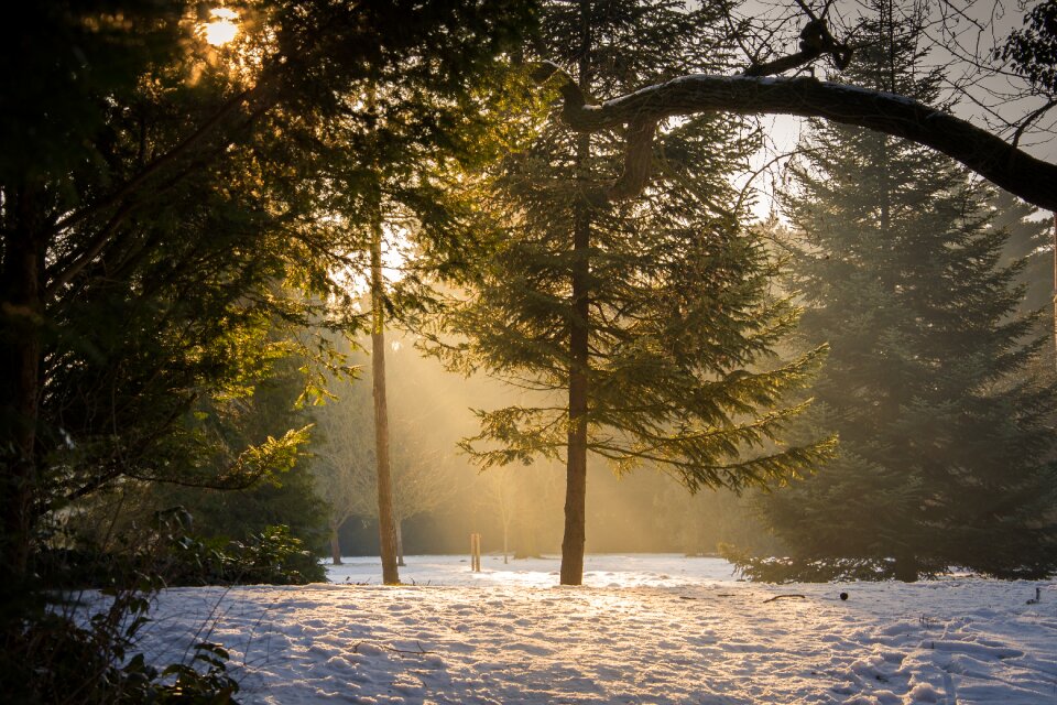 Fog haze nature