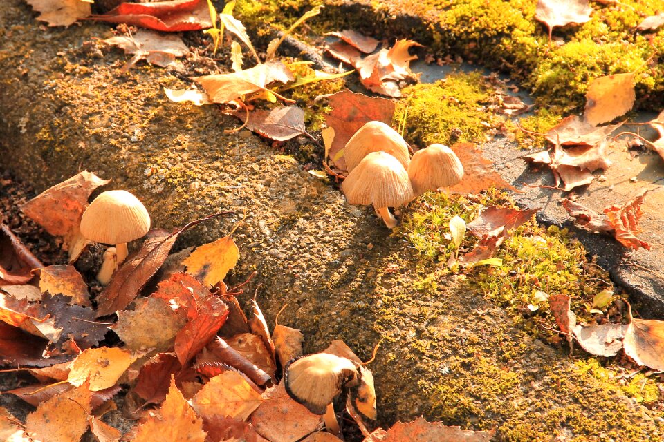 Fall foliage forest floor nature
