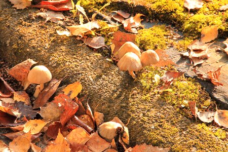 Fall foliage forest floor nature